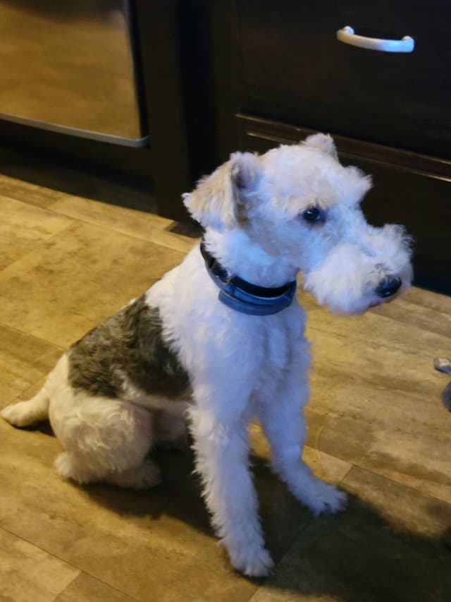 Wire Fox Terrier Puppies media 7