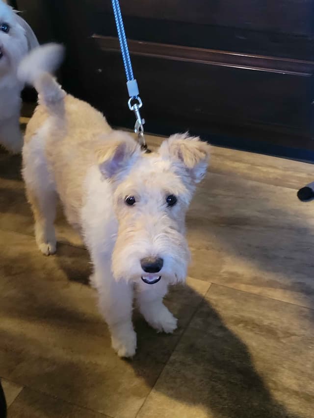 Wire Fox Terrier Puppies media 8