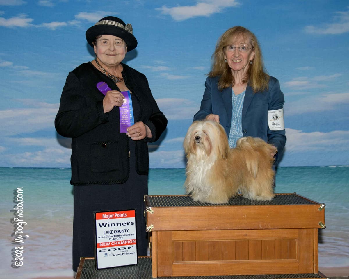 Havanese Puppies breeder image 8