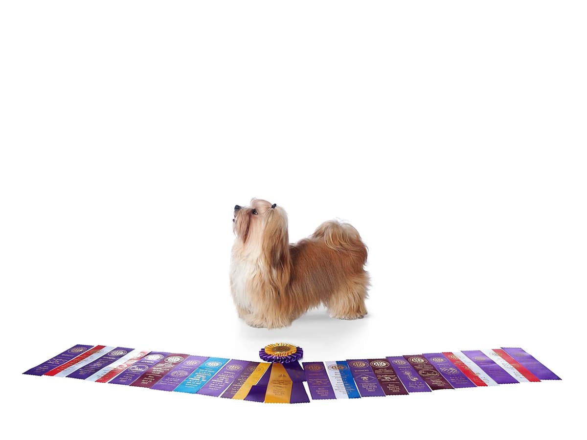 Havanese Puppies breeder image 9
