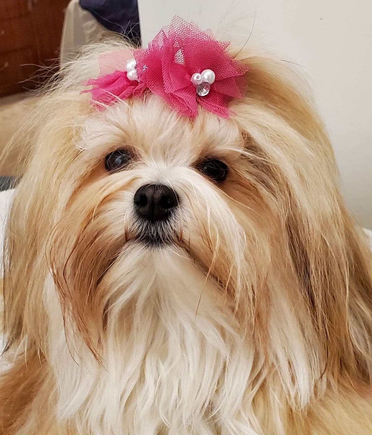 Havanese Puppies breeder image 10