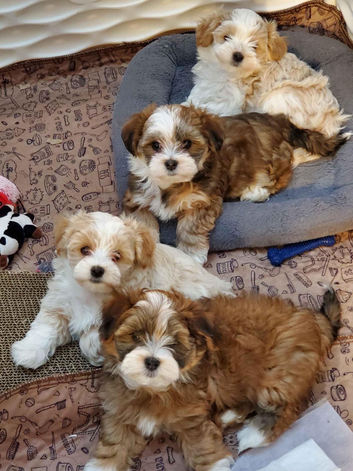 Havanese Puppies breeder image 1