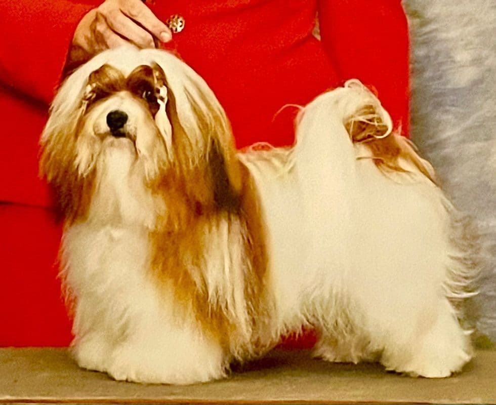 Havanese Puppies breeder image 11