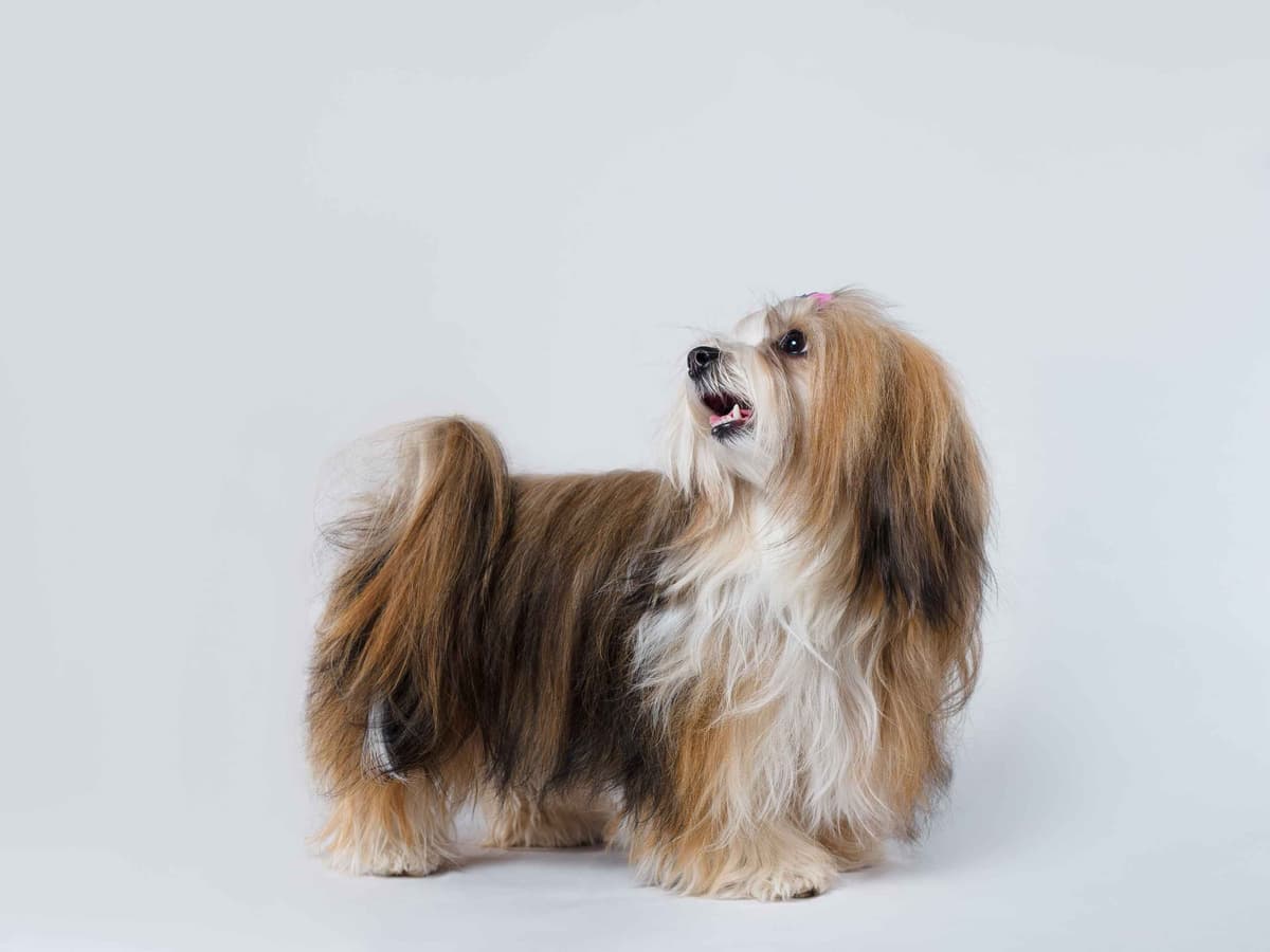 Havanese Puppies breeder image 13