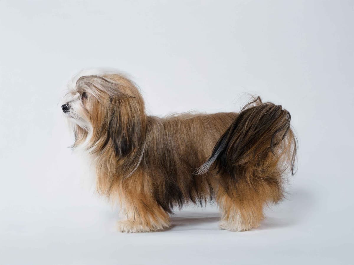 Havanese Puppies breeder image 14