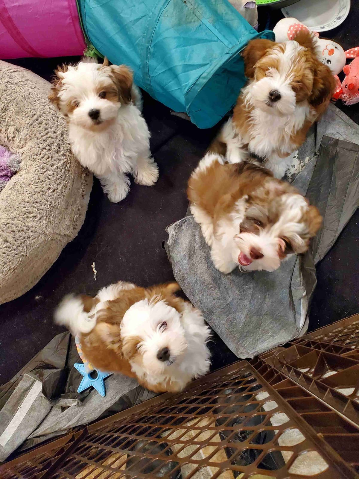 Havanese Puppies breeder image 2