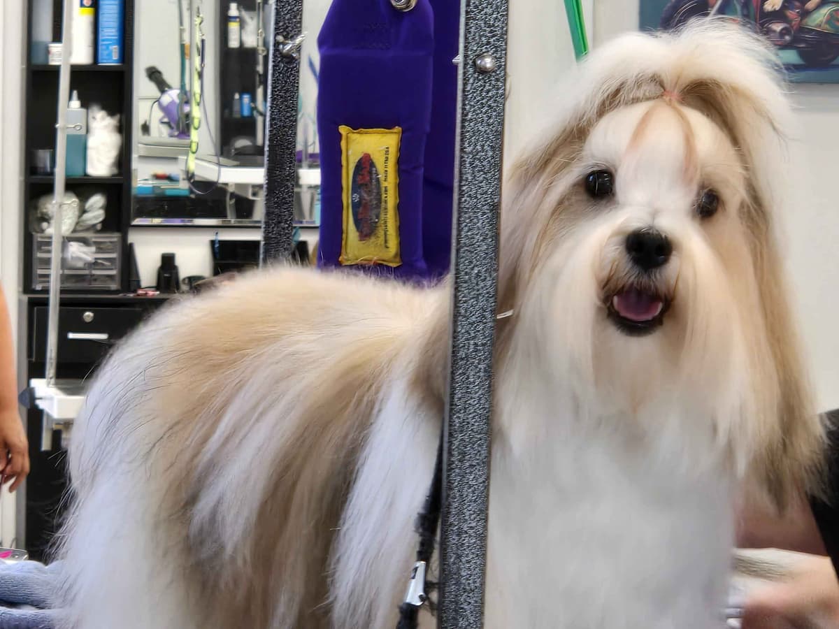 Havanese Puppies breeder image 16