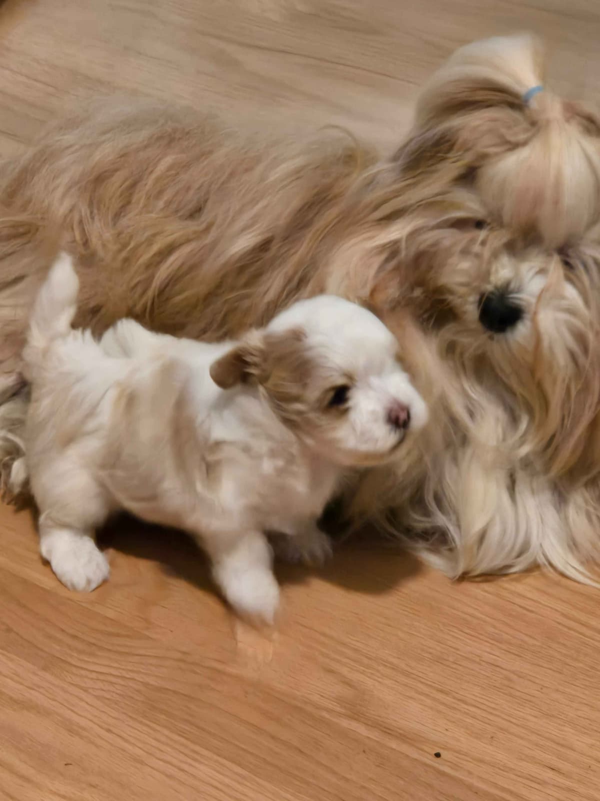 Havanese Puppies breeder image 3