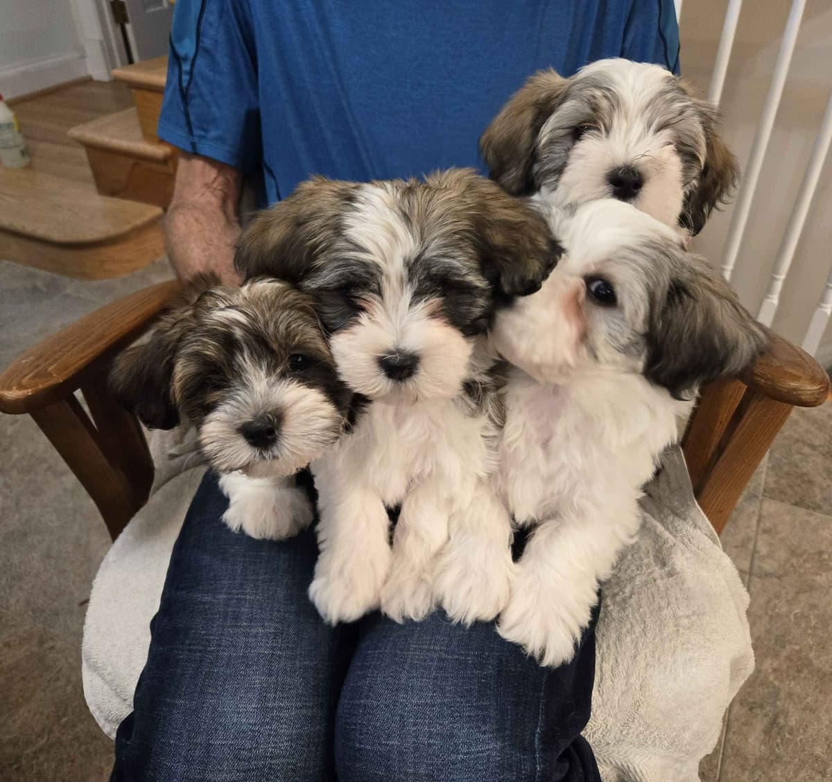 Havanese Puppies breeder image 4