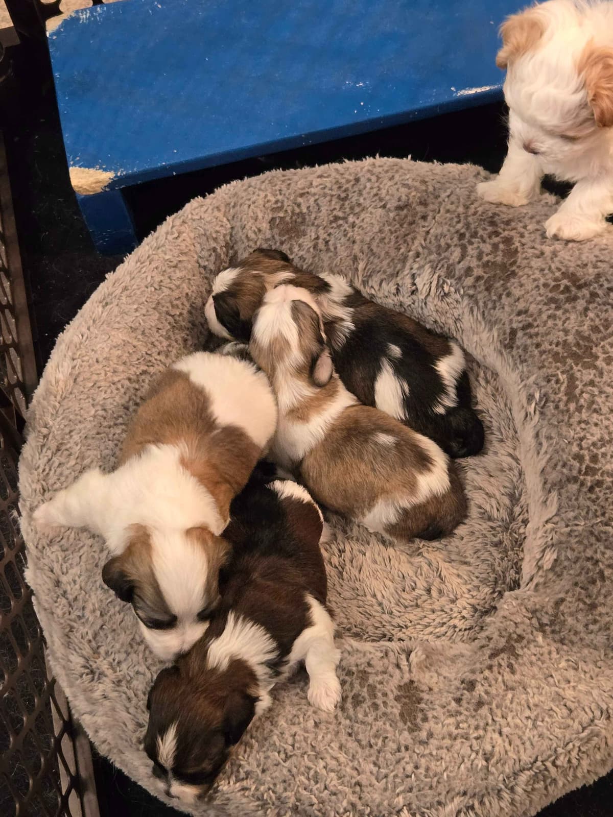 Havanese Puppies breeder image 6