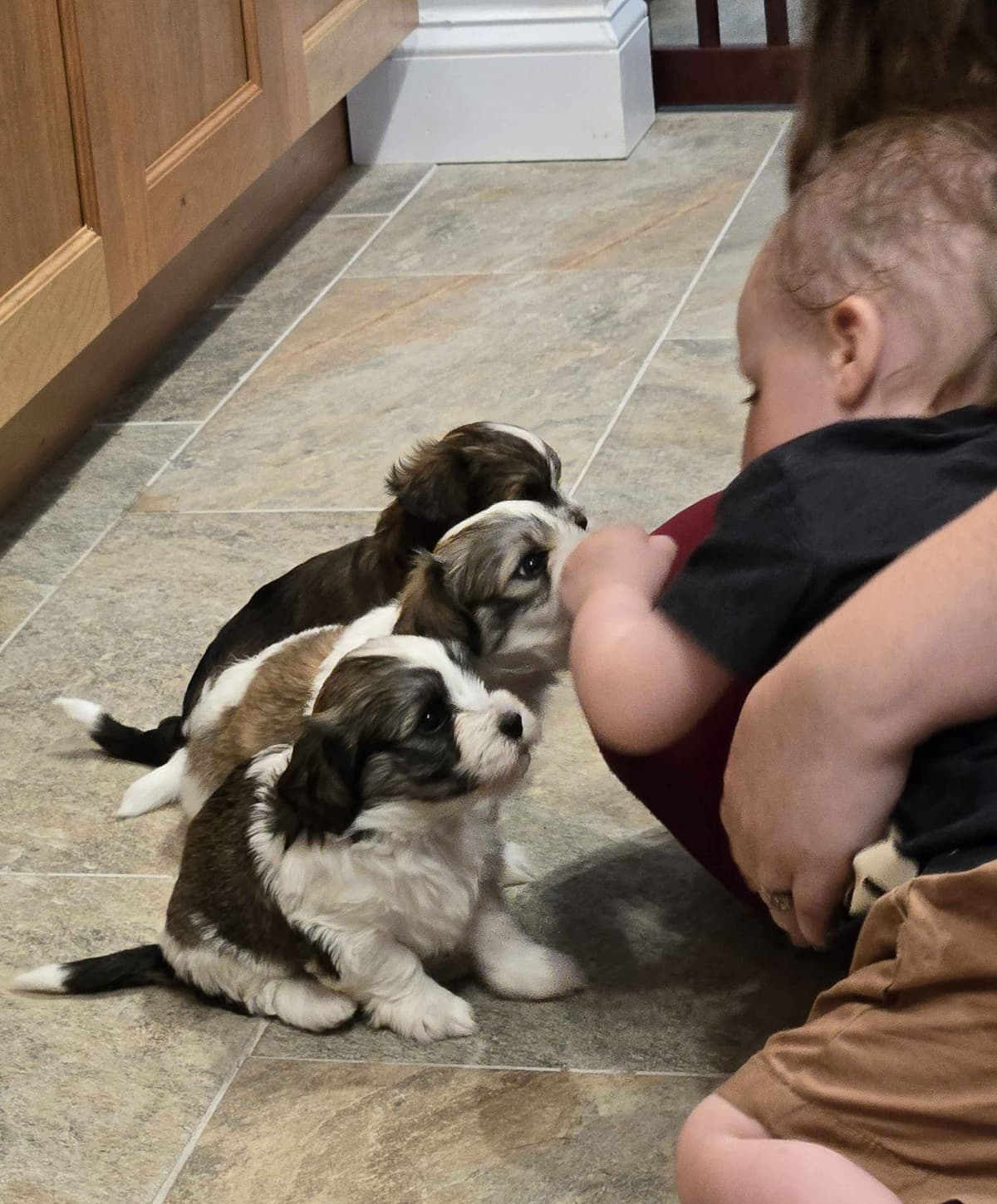 Havanese Puppies breeder image 5