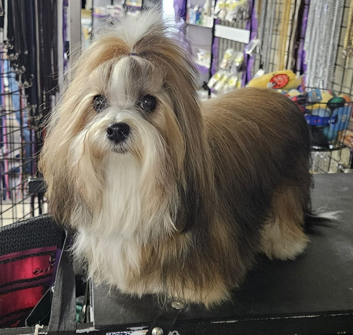 Havanese Puppies breeder image 15