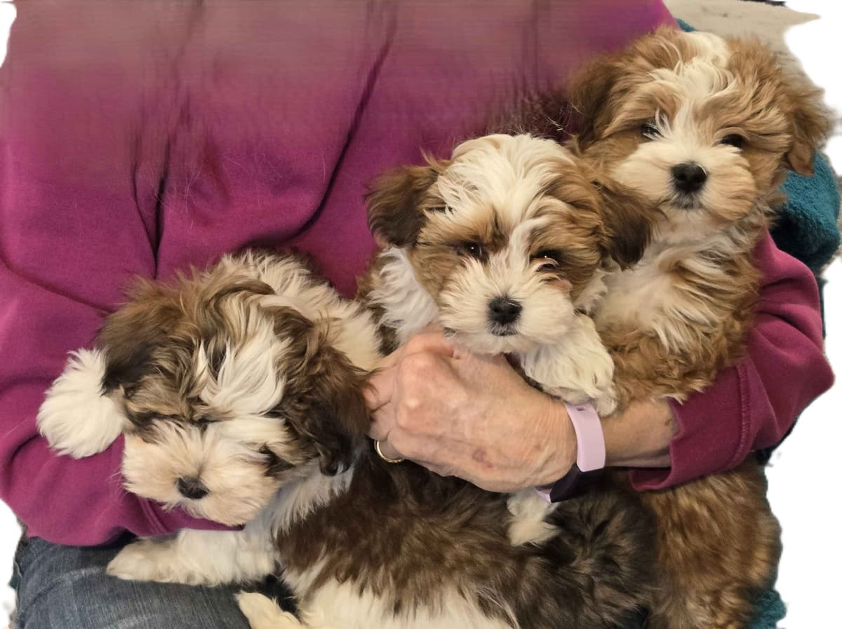 Havanese Puppies breeder image 7