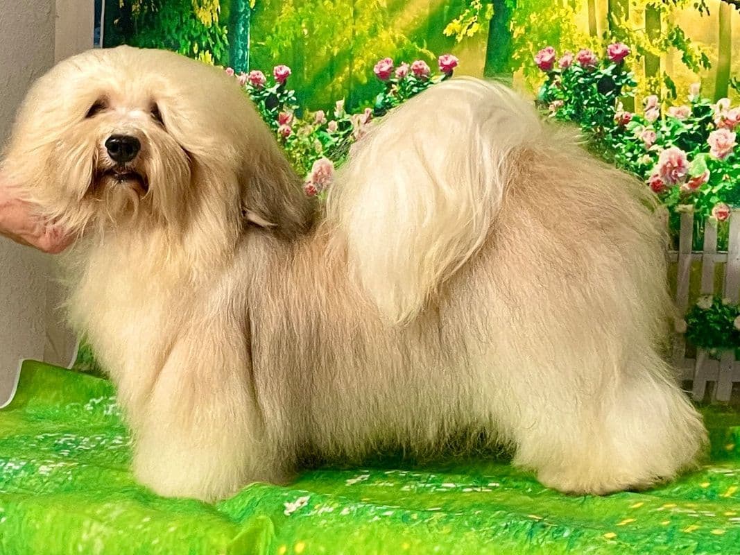 Havanese Puppies breeder image 19