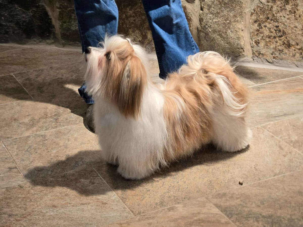 Havanese Puppies breeder image 17