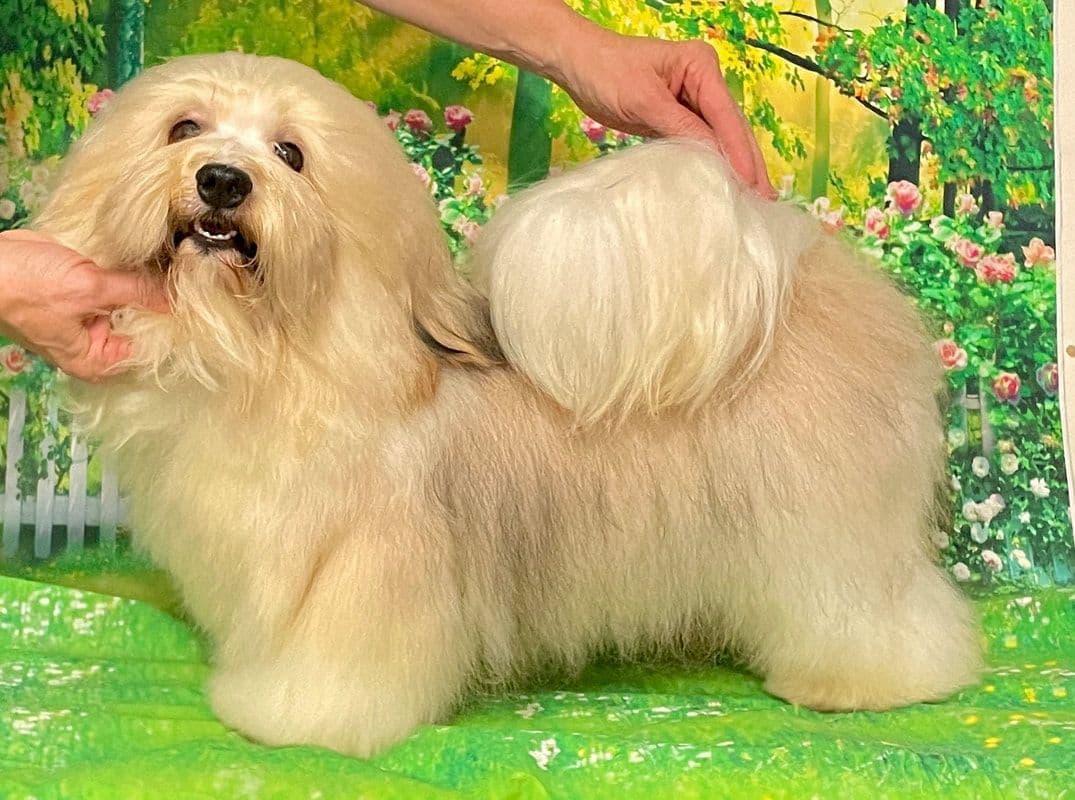 Havanese Puppies breeder image 20