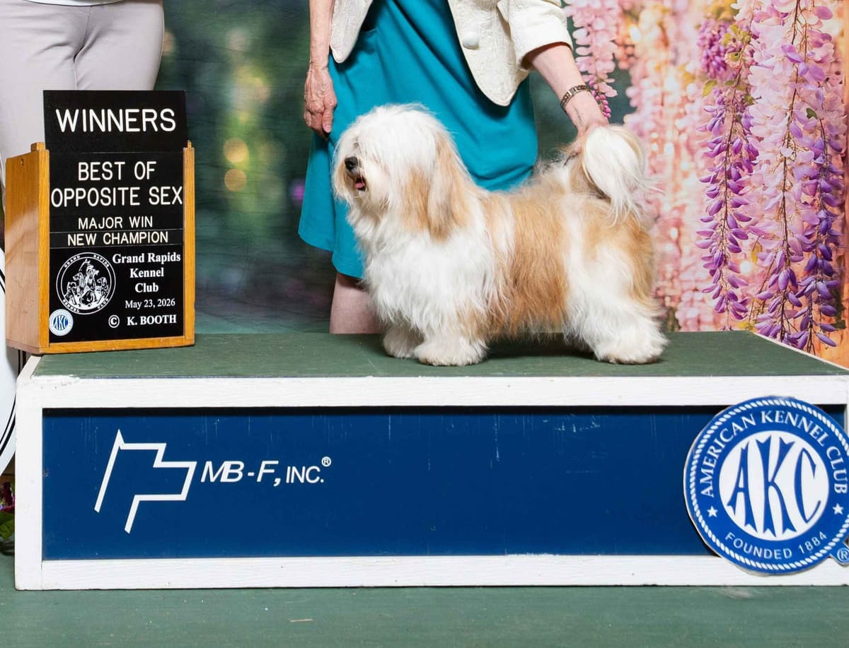 Havanese Puppies breeder image 18
