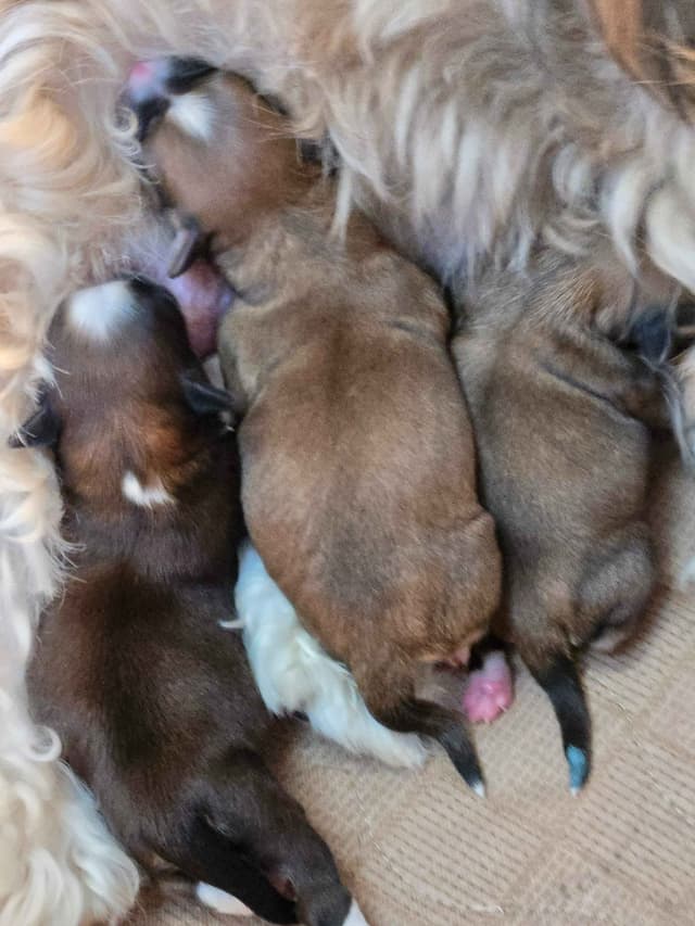 Havanese Puppies media 2