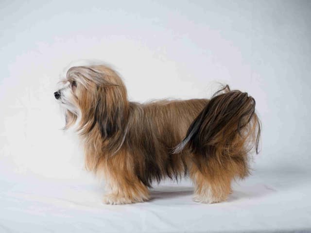 Havanese Puppies media 9