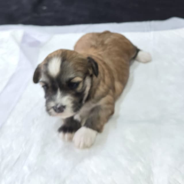 Havanese Puppies media 3