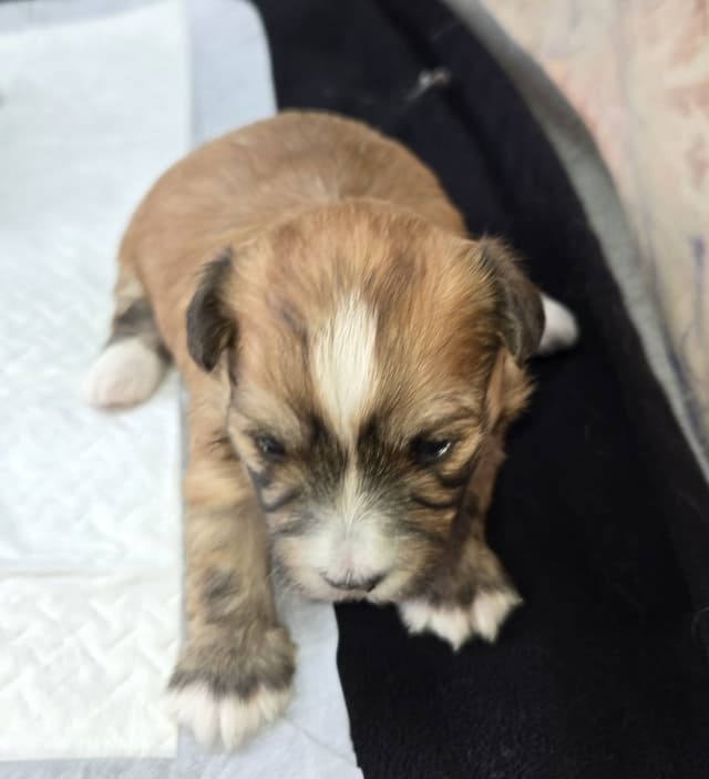 Havanese Puppies media 8