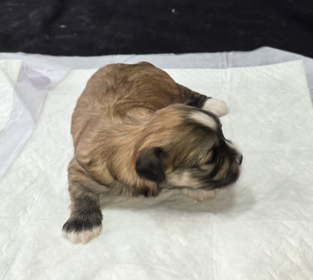 Havanese Puppies media 4
