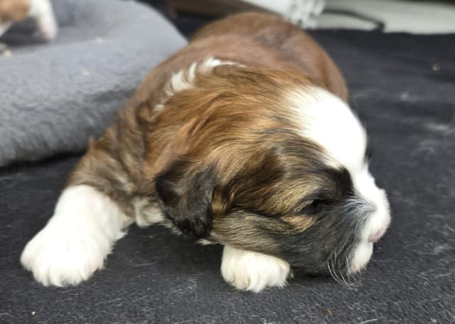 Havanese Puppies media 6