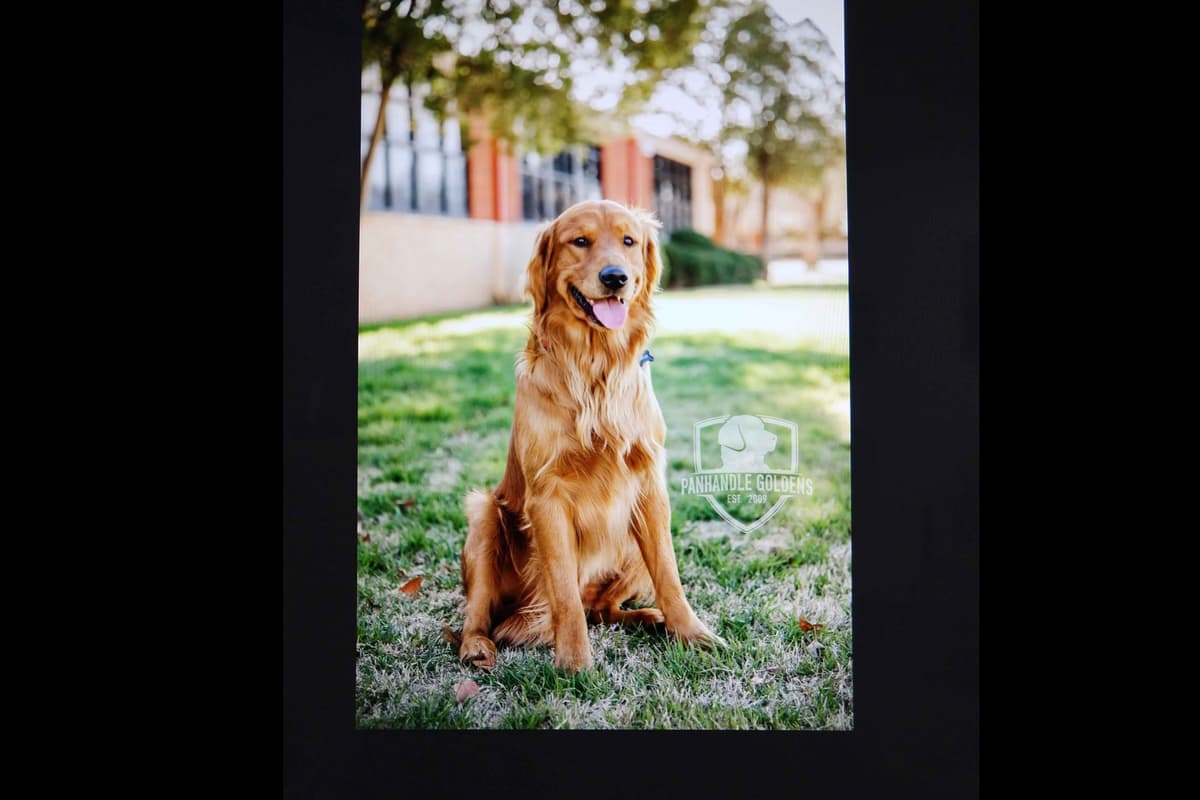 Golden Retriever Puppies from Panhandle Goldens breeder image 1