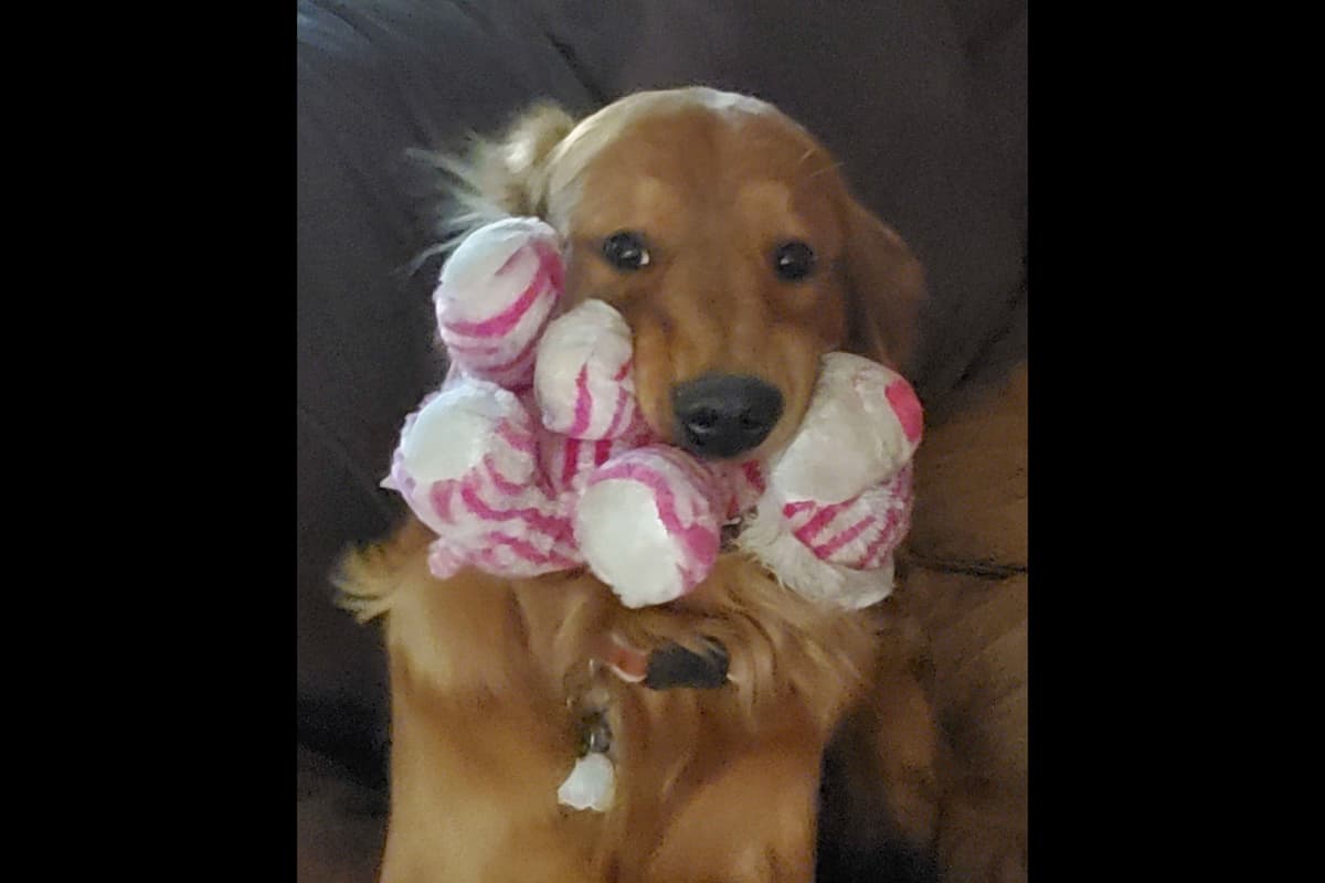 Golden Retriever Puppies from Panhandle Goldens breeder image 3