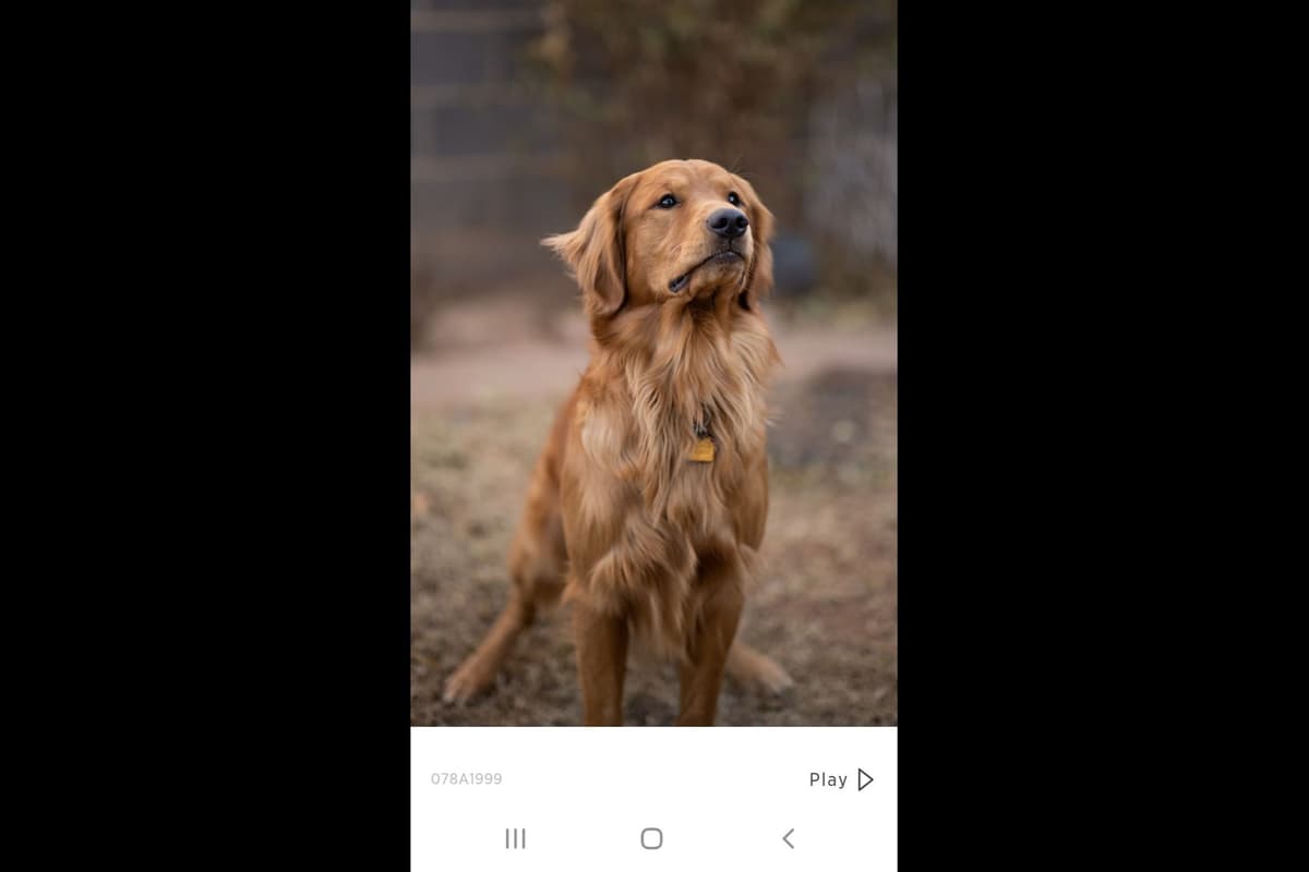 Golden Retriever Puppies from Panhandle Goldens breeder image 4