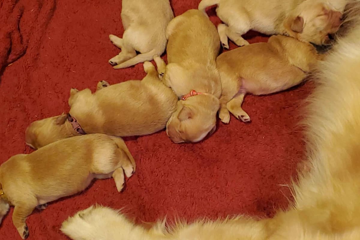 Golden Retriever Puppies from Panhandle Goldens breeder image 5