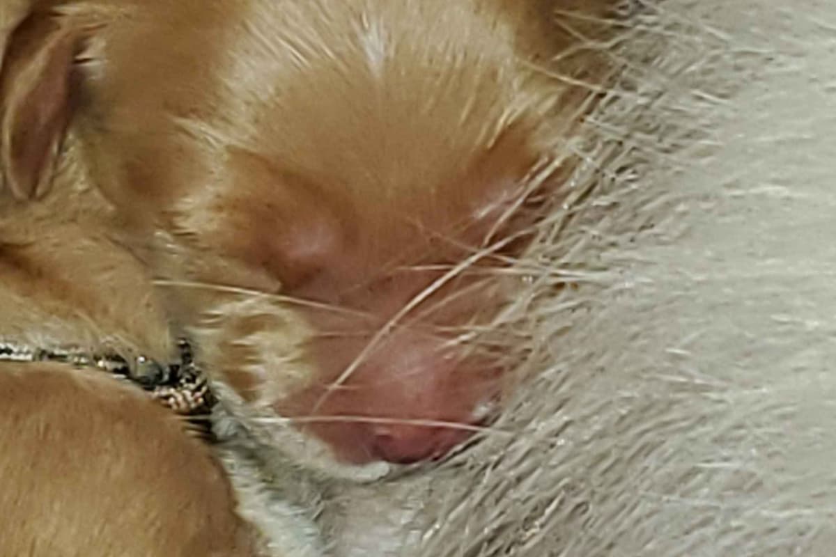 Golden Retriever Puppies from Panhandle Goldens breeder image 6