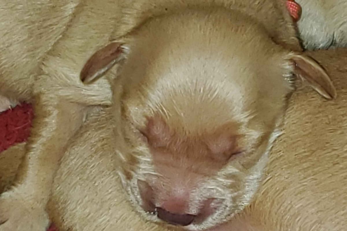 Golden Retriever Puppies from Panhandle Goldens breeder image 7