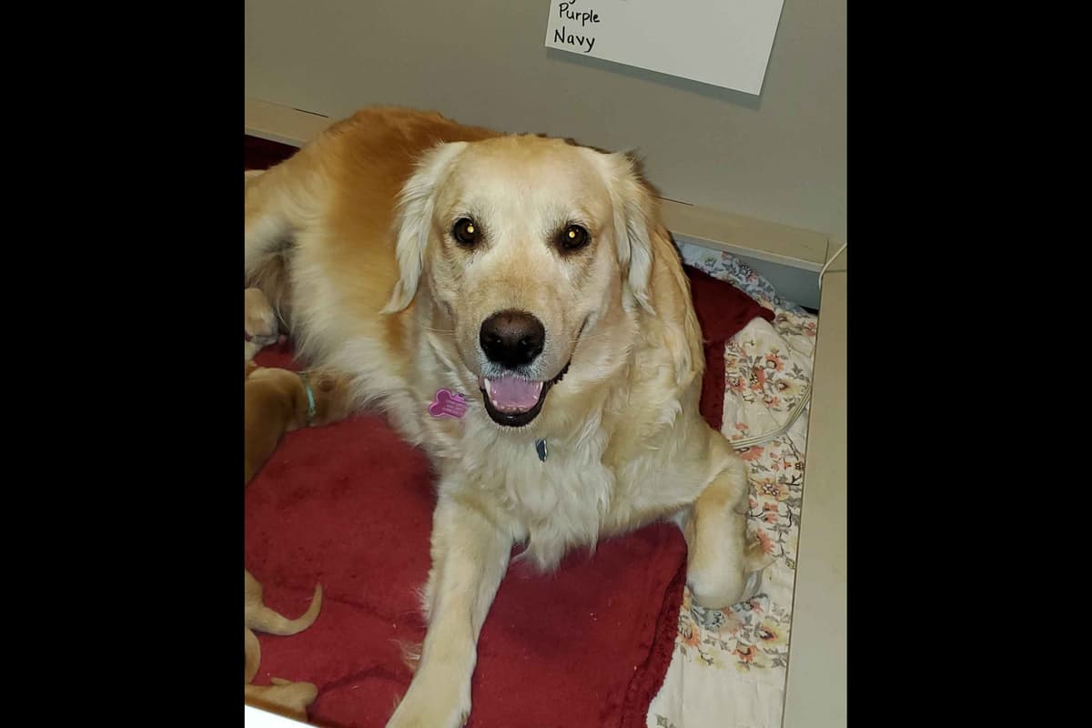 Golden Retriever Puppies from Panhandle Goldens breeder image 8