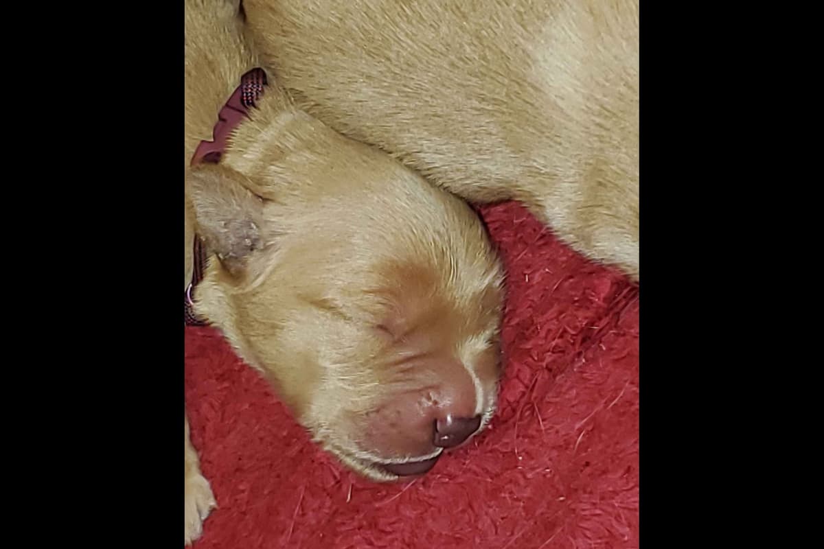 Golden Retriever Puppies from Panhandle Goldens breeder image 11
