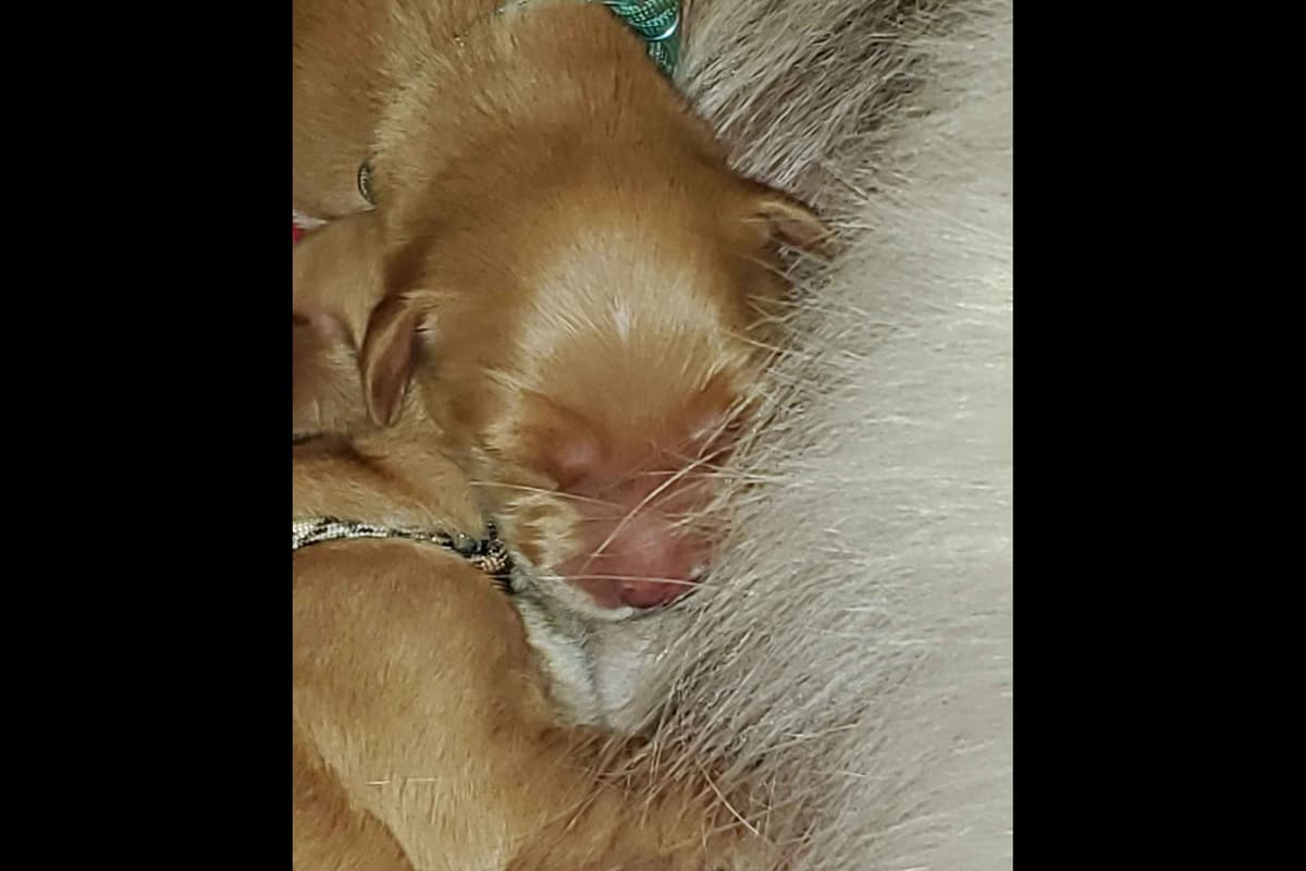 Golden Retriever Puppies from Panhandle Goldens breeder image 12