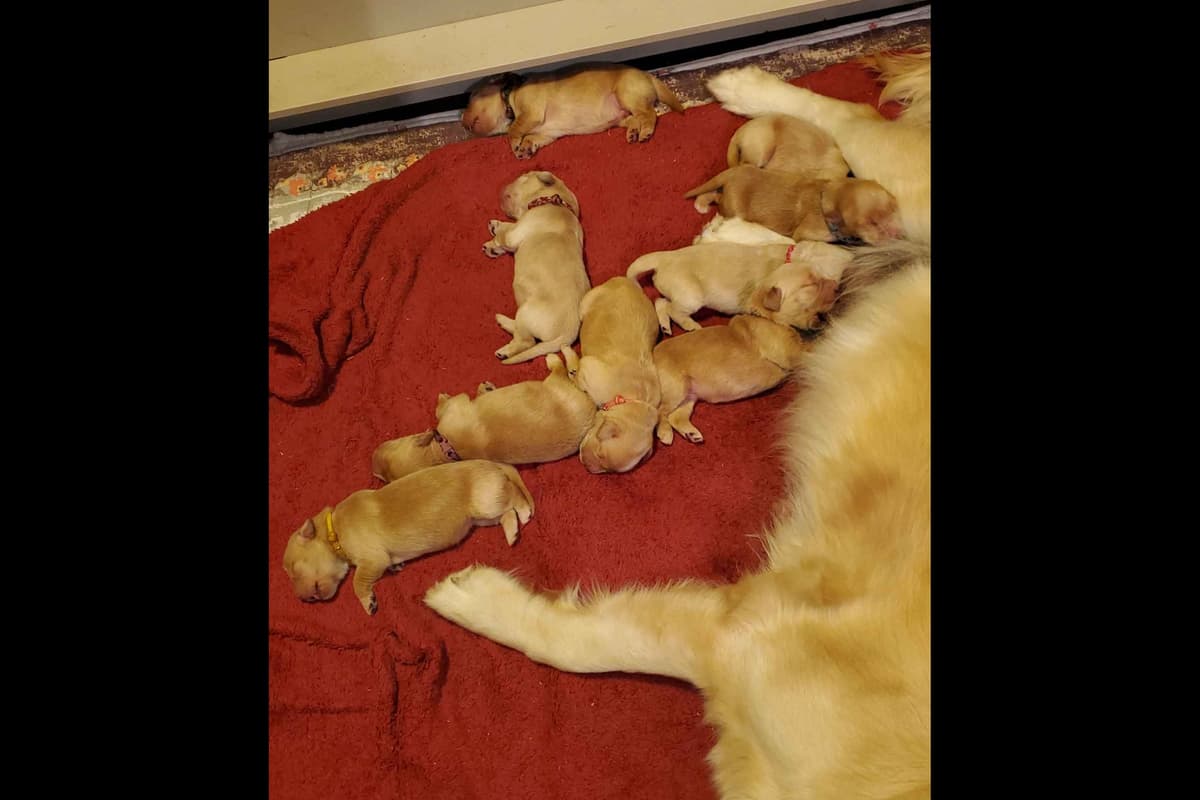 Golden Retriever Puppies from Panhandle Goldens breeder image 13
