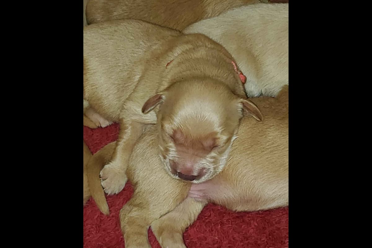 Golden Retriever Puppies from Panhandle Goldens breeder image 14