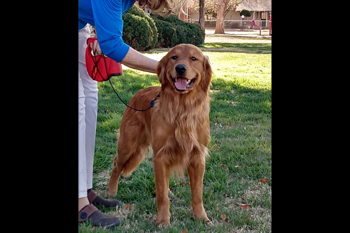 Golden Retriever Puppies from Panhandle Goldens breeder image 15