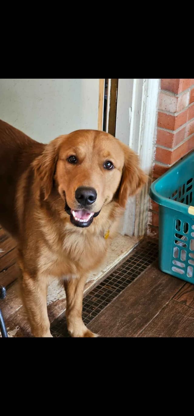 Golden Retriever Puppies from Panhandle Goldens media 3