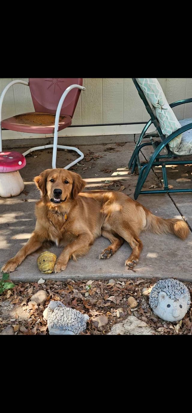 Golden Retriever Puppies from Panhandle Goldens media 4