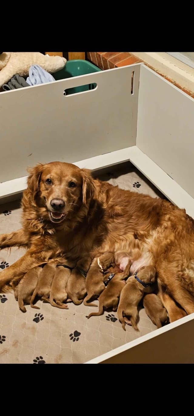 Golden Retriever Puppies from Panhandle Goldens media 5