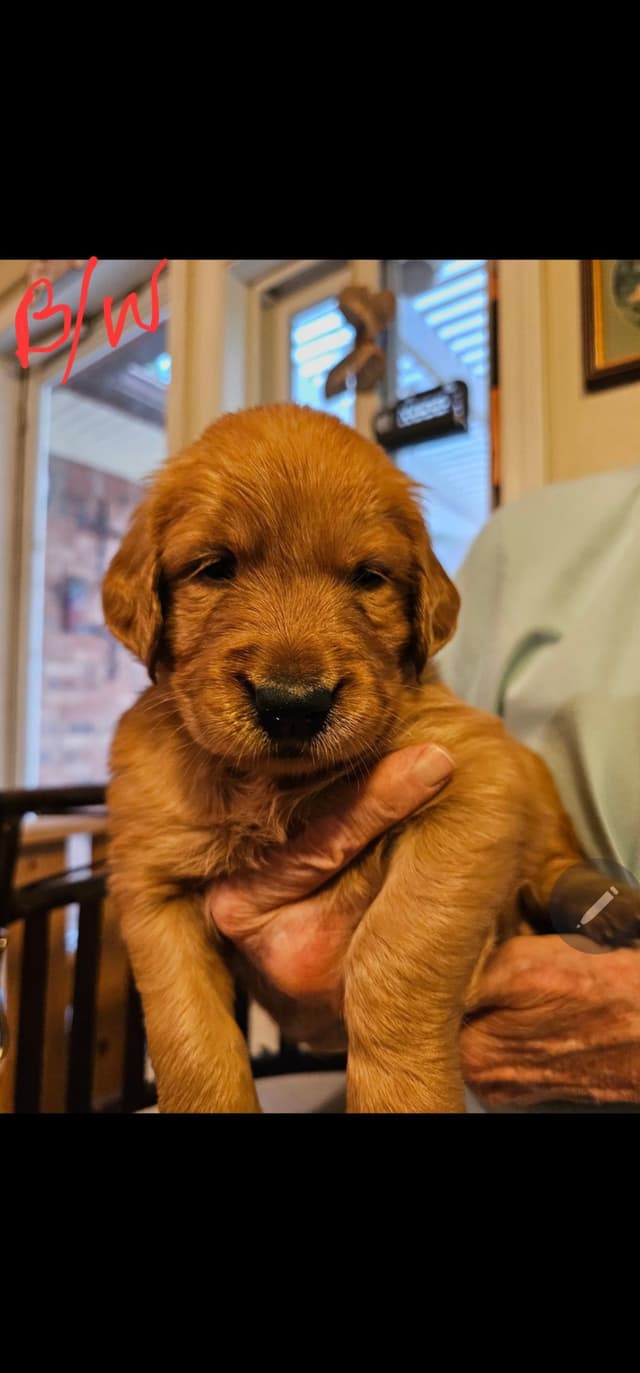 Golden Retriever Puppies from Panhandle Goldens media 8