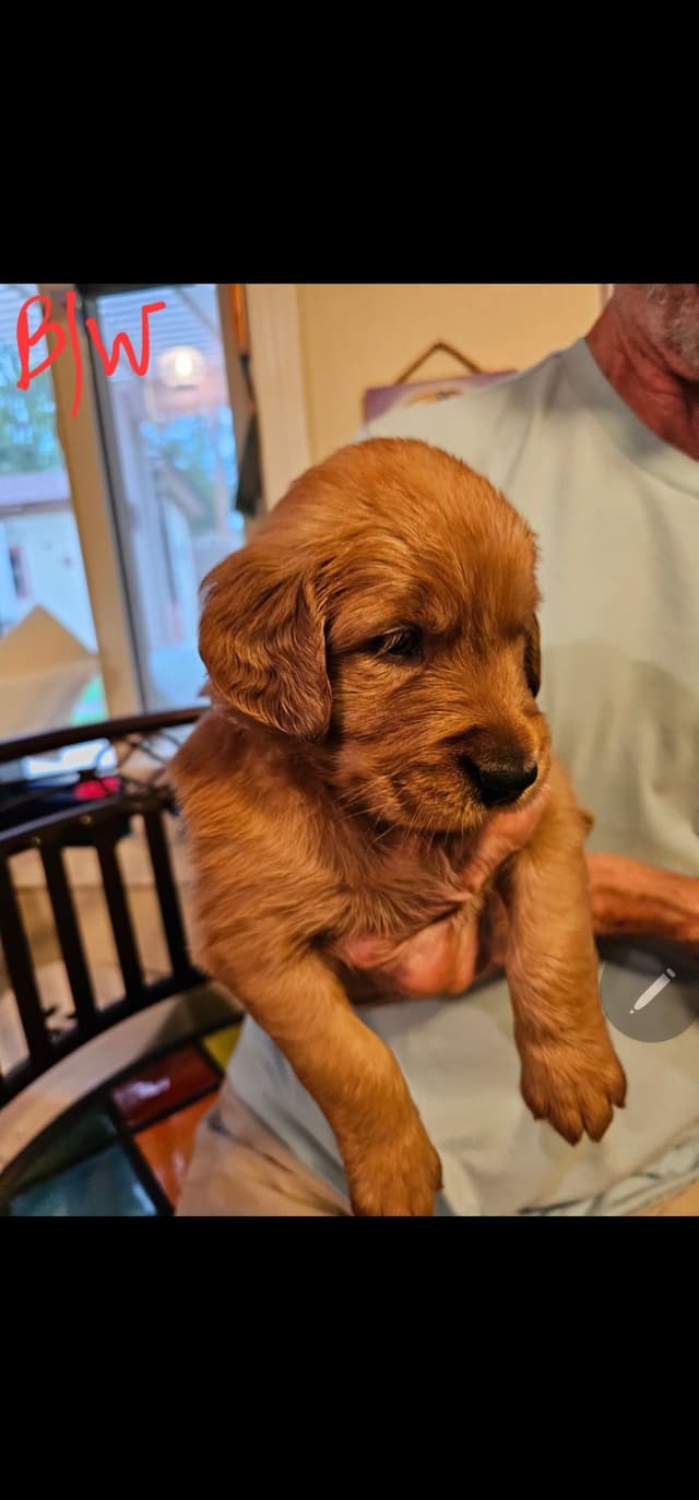 Golden Retriever Puppies from Panhandle Goldens media 9