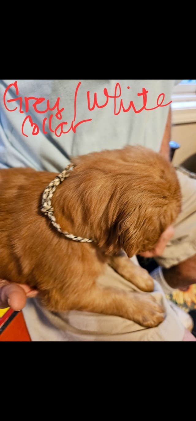 Golden Retriever Puppies from Panhandle Goldens media 10
