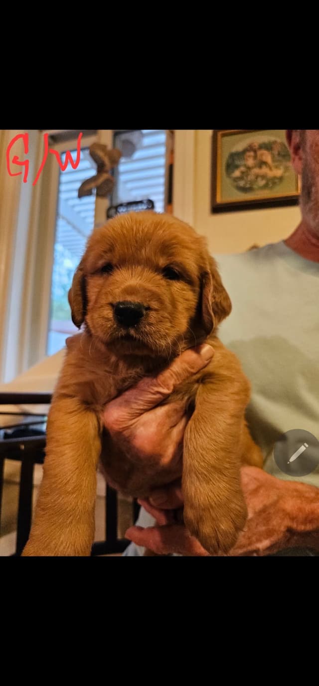 Golden Retriever Puppies from Panhandle Goldens media 2