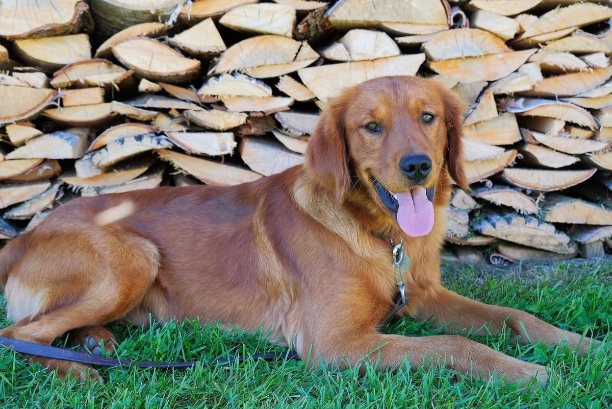 Marshwood Golden Retriever Puppies breeder image 2