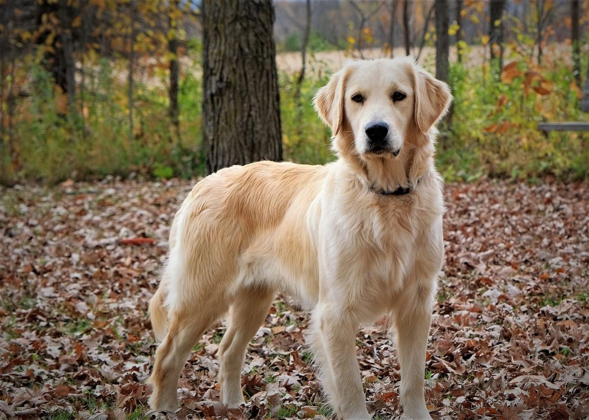 Marshwood Golden Retriever Puppies breeder image 3