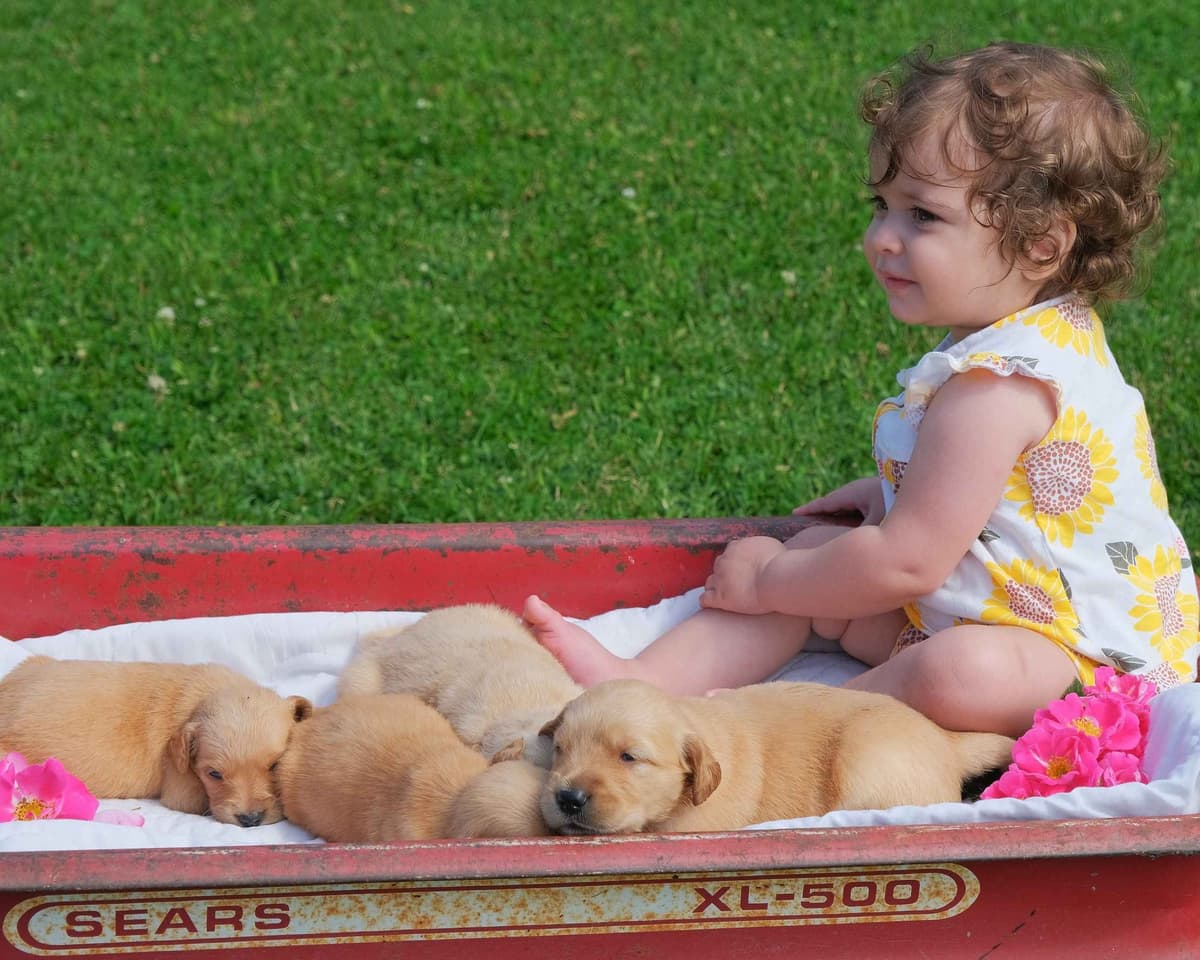 Marshwood Golden Retriever Puppies breeder image 4
