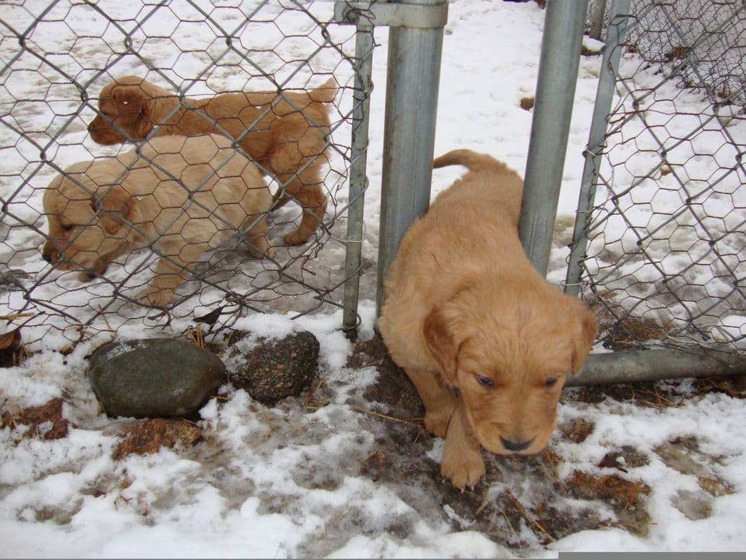 Marshwood Golden Retriever Puppies breeder image 5